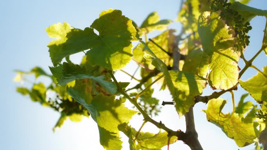 Sun glares through branches with wide leafs and clumps of fruit