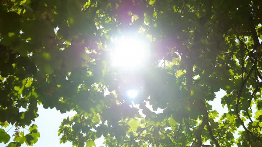 Sunlight flares through the leaves and branches of a tree
