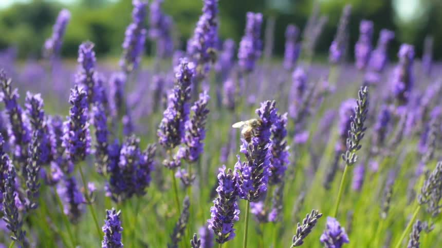 Bees over beautiful purple wild flowers on green rural field