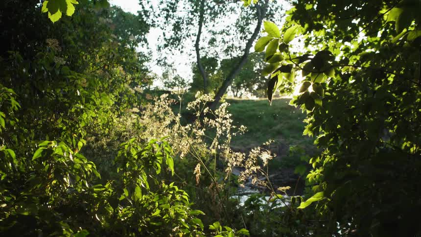 Sunlight filters through the leaves of trees in the forest near a river
