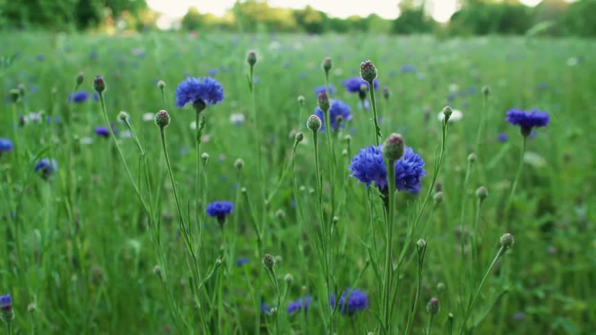Violet colored flowers in meadow surrounded by tree during the day