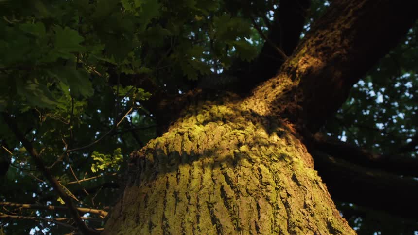 The sun shines on thick tree trunk