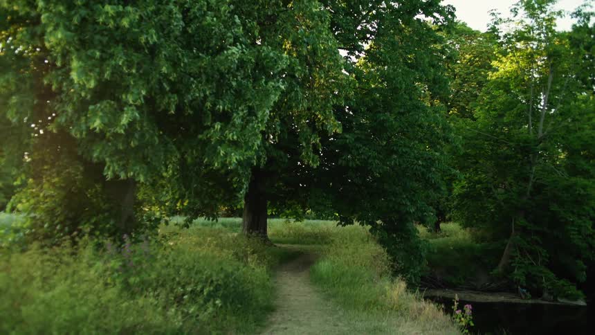 Trees and grass grow by a narrow dirt path