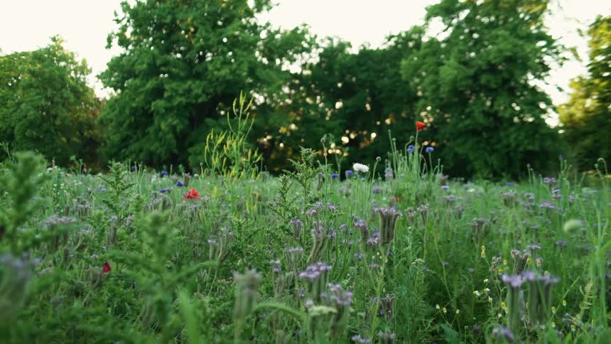 Close up of wildflowers swaying in the breeze on a field in the countryside