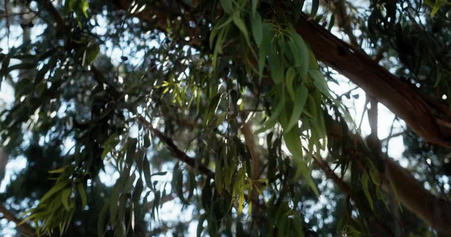 The sun peeks through a tree with leaves that in the wind