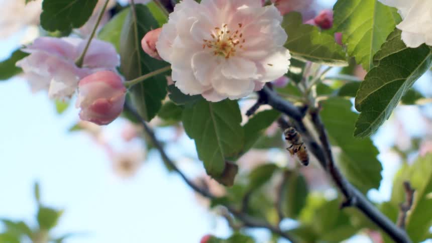 A bee buzzing around flowers