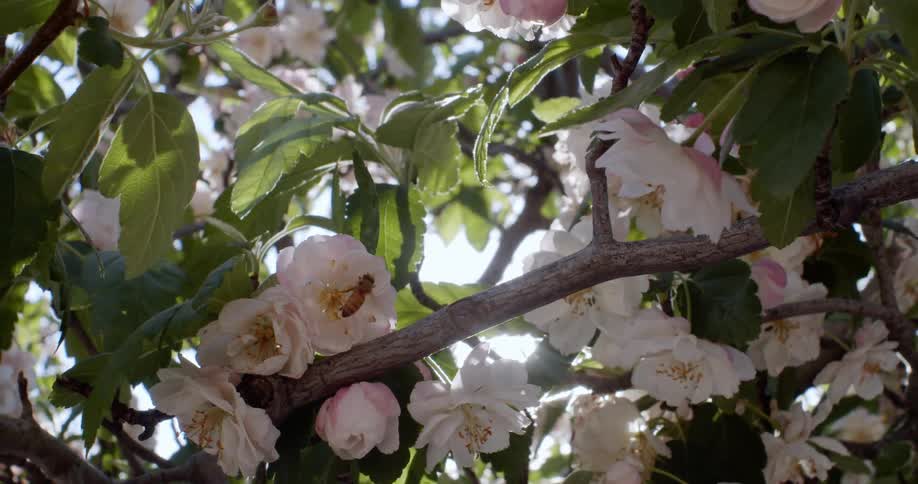 Wild bee collecting pollen from flowers in tree