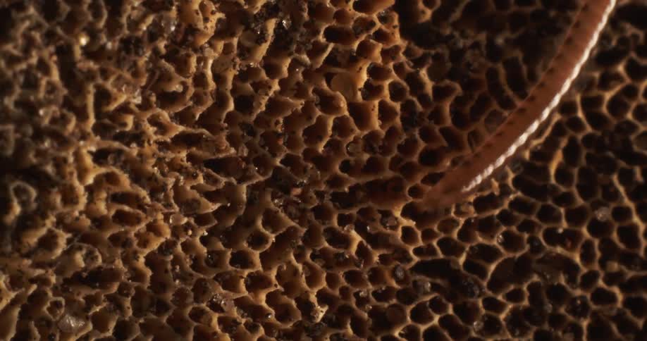 Long slender insect slithers on the textured surface