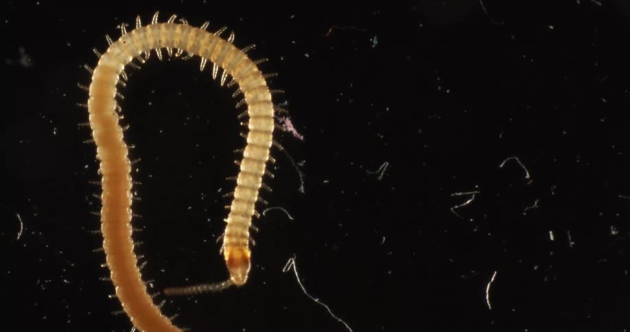 A worm like insect moving on a black background