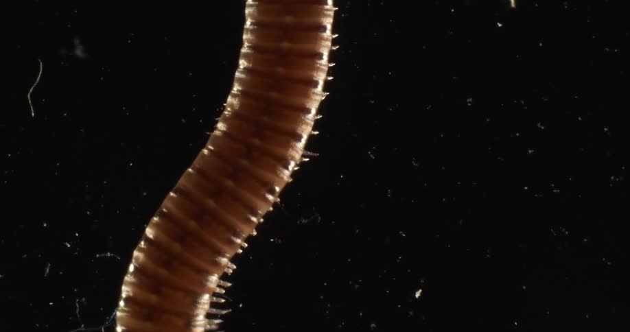 Close up of a centipede walking over glass against a black background
