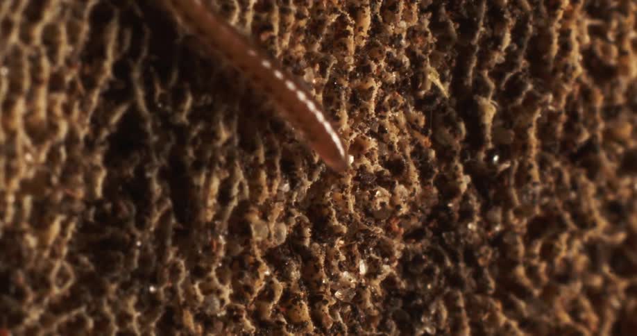 Brown worm slithers across the textured surface