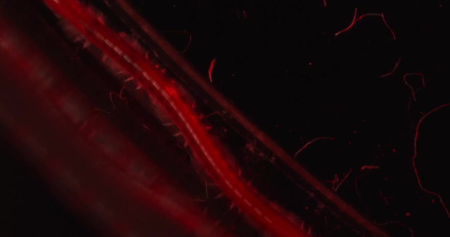 Centipede walks over a reflective surface under red light