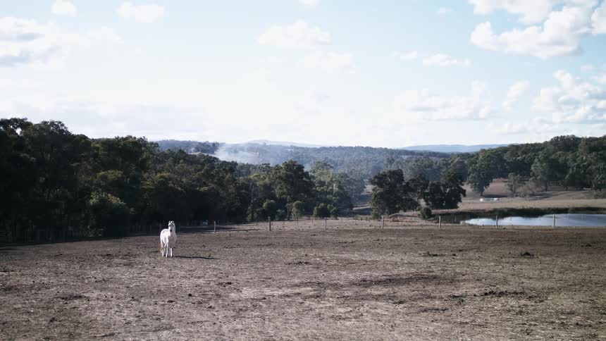 A white horse walks and grazes in a field near a small pond