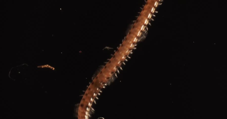 Top down view of a centipede walking over a black surface