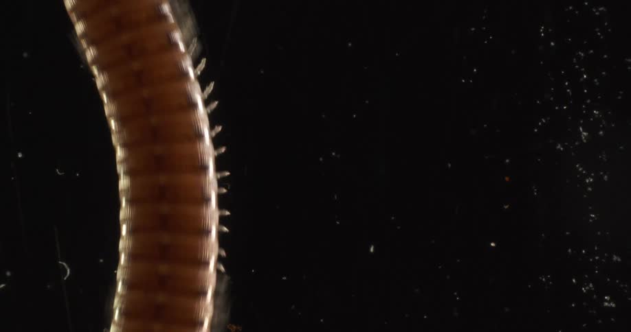 Millipede walks over dark background waving its antenna