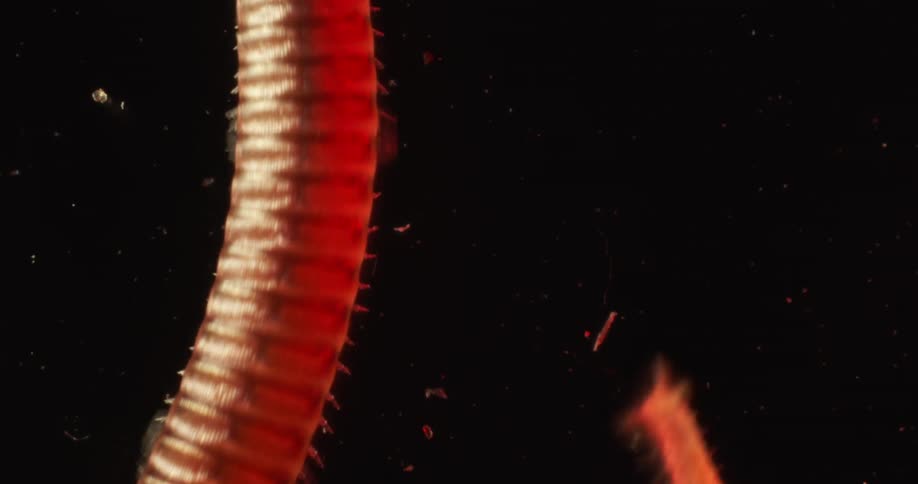Centipedes move over a transparent surface against a black background