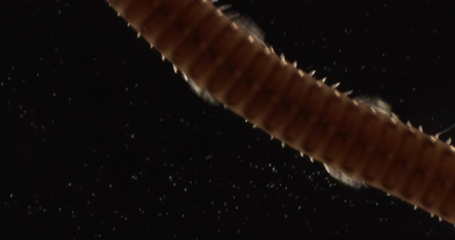 Millipede walks across black surface
