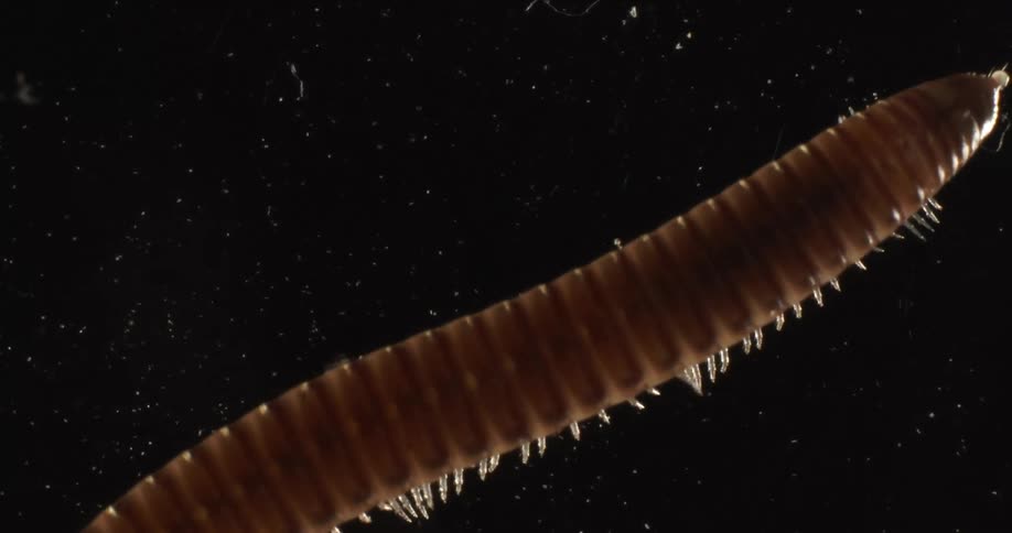 A millipede crawling on a black surface with dust