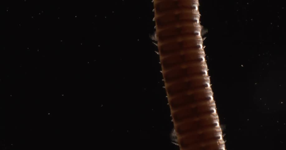 Close up of centipede walking over glass against black background