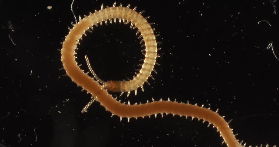 A centipede crawls with a black background behind it