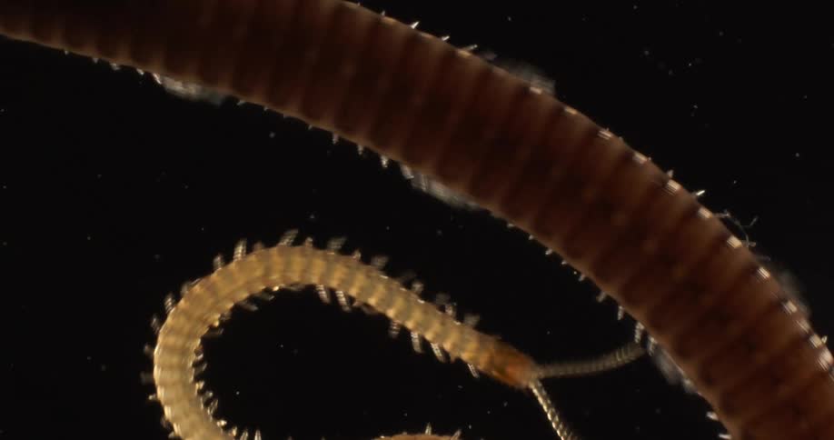 Centipedes walk over a glass surface against a dark background