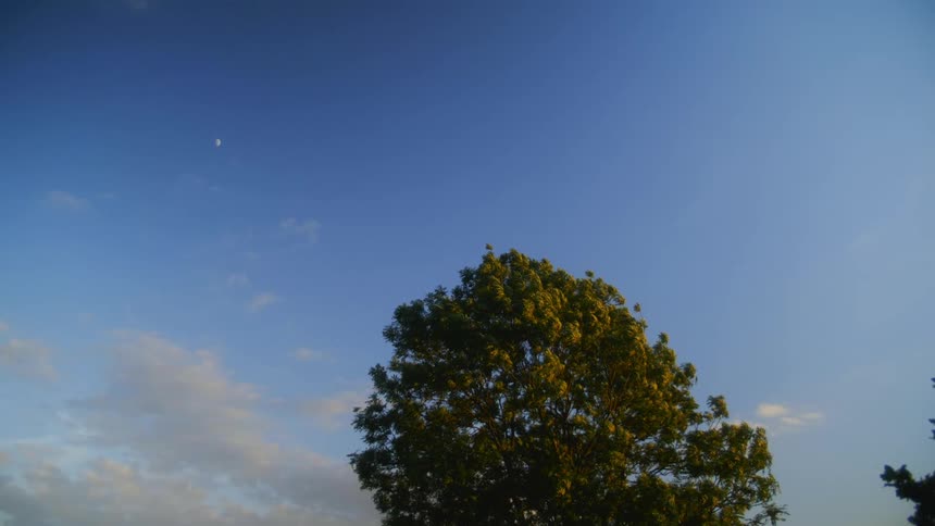 Moon in the evening sky hangs over a tree waving in the wind
