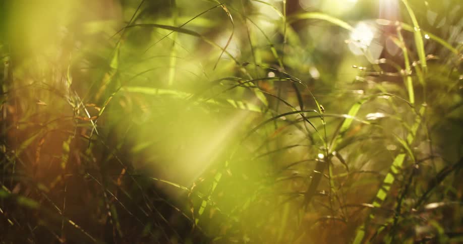 Blades of grass give way to trees growing in a forest
