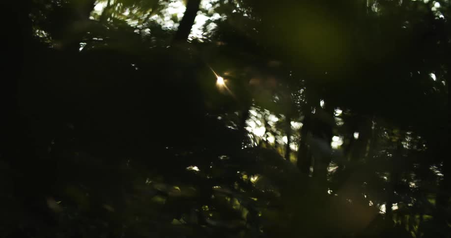 The sun partially enters the dense forest