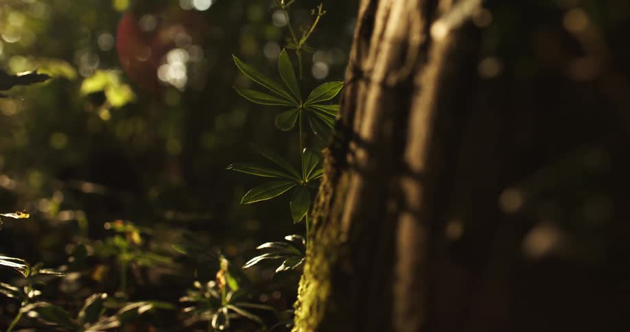 Leafy weeds grow at the base of a tree