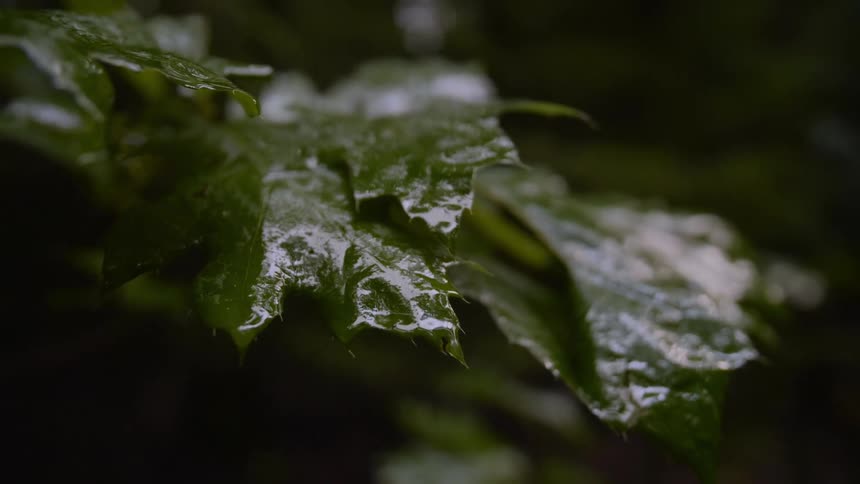 Close view of damp green leaves