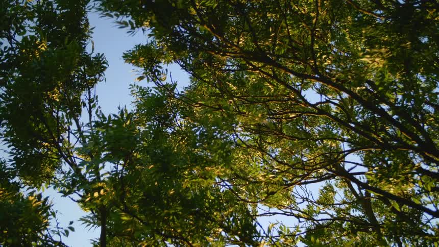 Tree branches and leaves in breeze