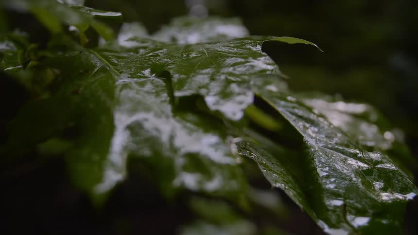Close up of moisture on plant leaves