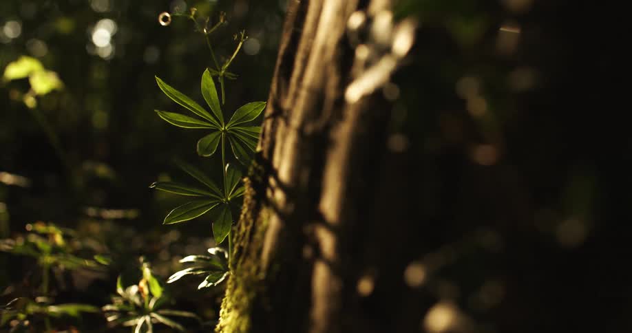Plants in the woods behind a tree trunk in the breeze as the sun shines down