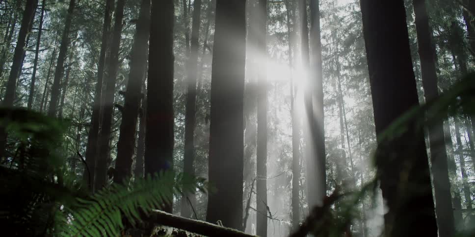 Tall trees are silhouetted against the sun in the forest