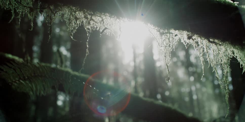Close view of moss and dew on branches in forest