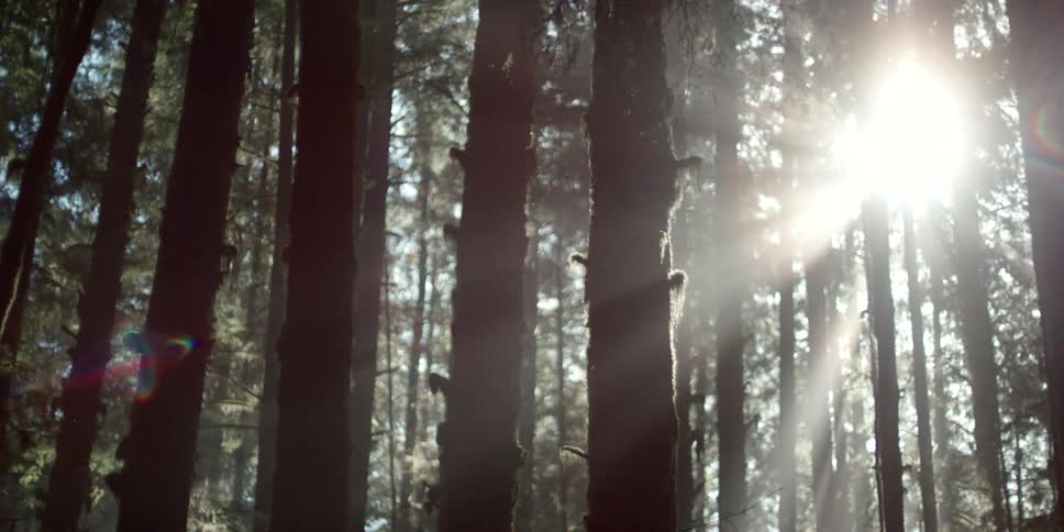 Tall trees are silhouetted against the sun in the dense forest