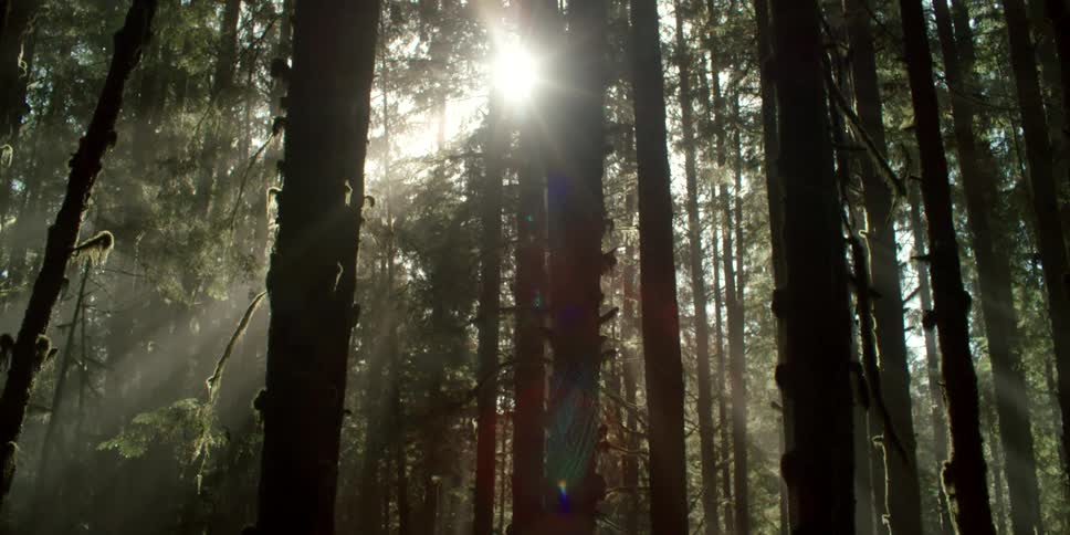 Sunlight filters through the brances of trees in a dark forest