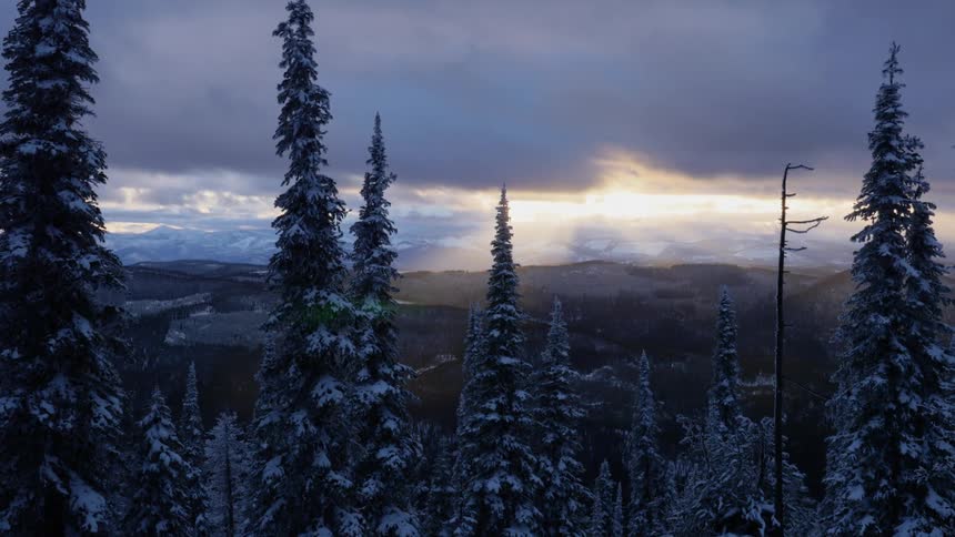 The top of snow covered pine trees
