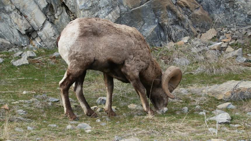 A Big Horned Sheep grazes on grass near a rocky face