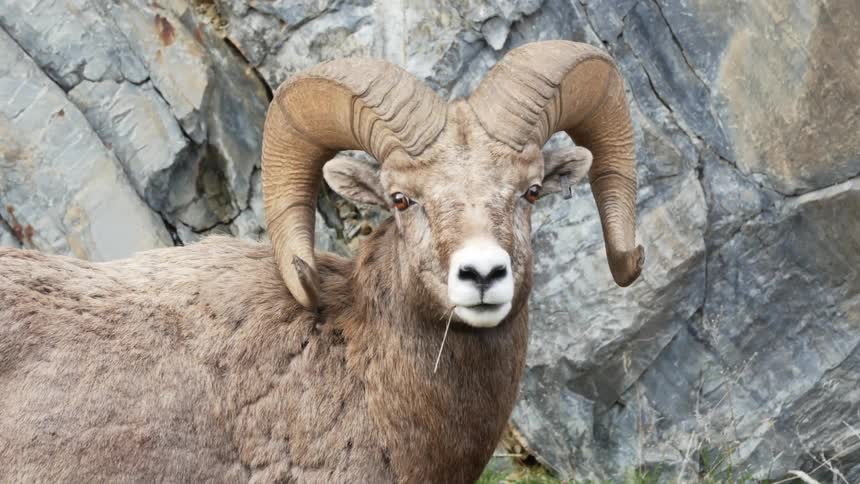 A ram turns to look forward