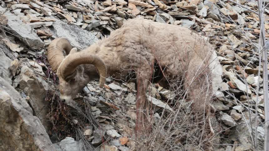 A big horn sheep eats weeds on a rocky hillside