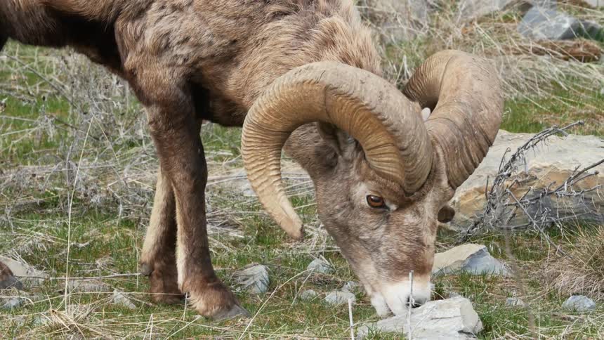 Sheep with horns eats the grass near the rocks