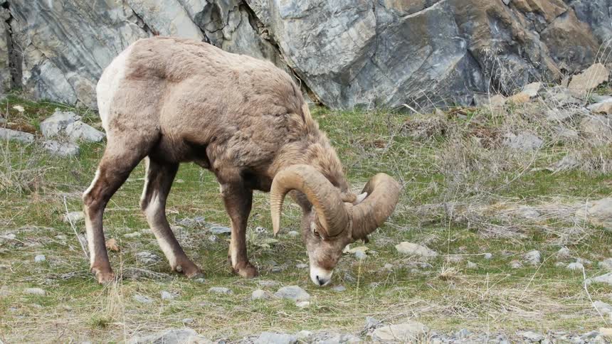 Baby ram grazing on a field near a rocky cliff