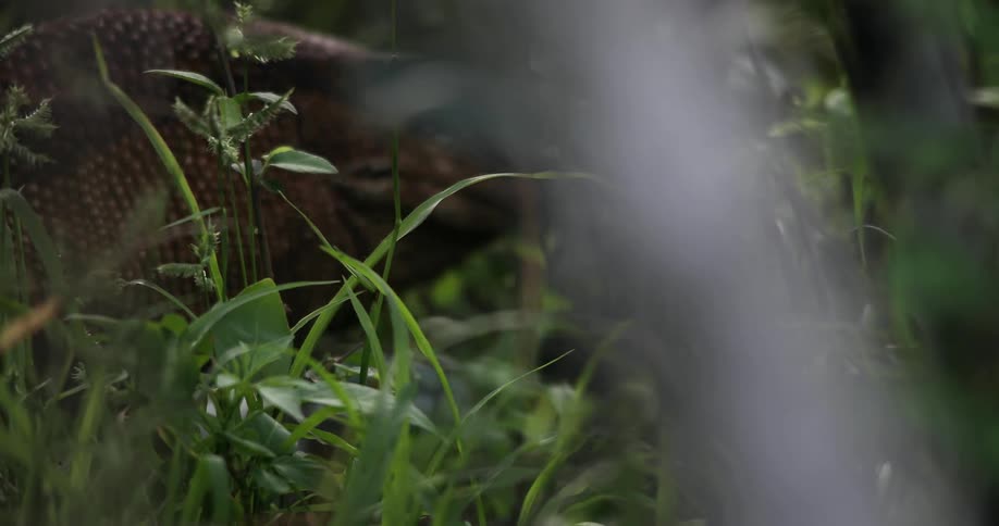 A scaly lizard moves through grass in a forest
