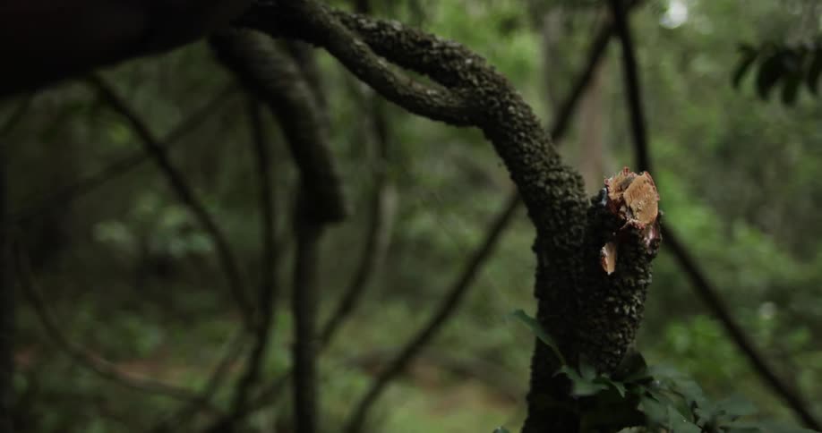 Man uses bowie knife to hack through vines in dense forest