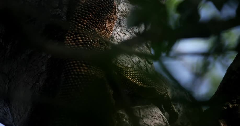 Close up of brown iguana climbing a tree