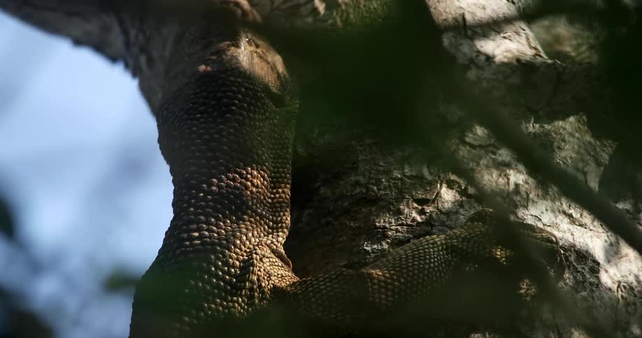 Komodo dragon on tree trunk