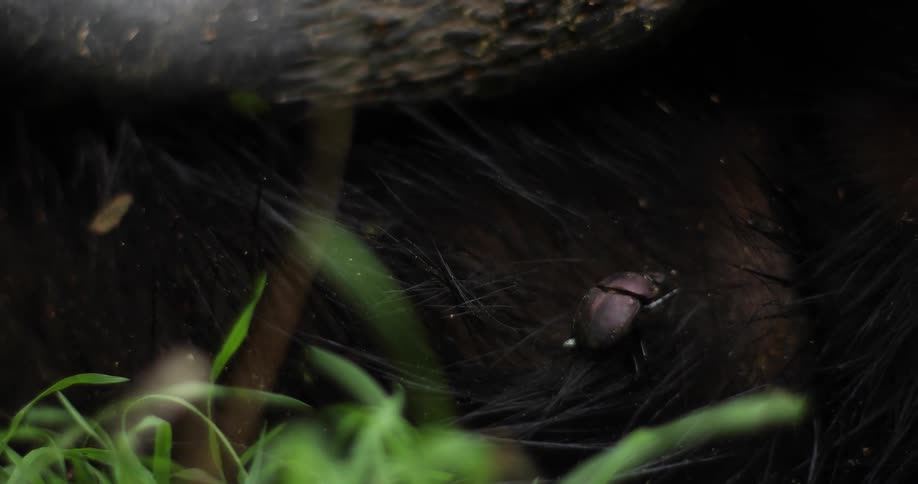 Small insect tries to crawl upwards but falls back down