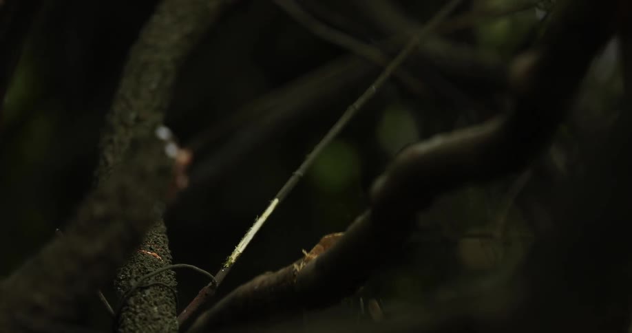A person with a machete cutting a branch with trees in the background