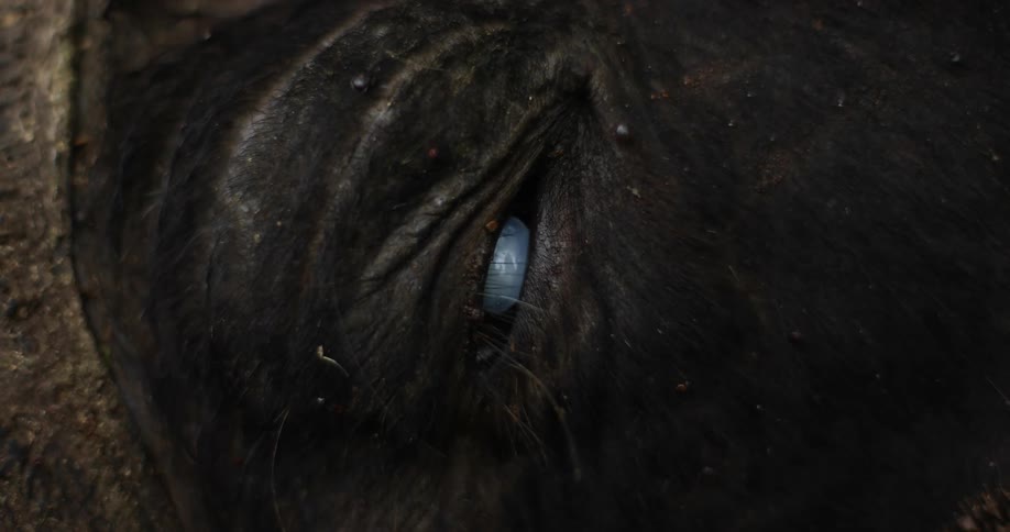 Insects crawl around the open eye of a dead animal
